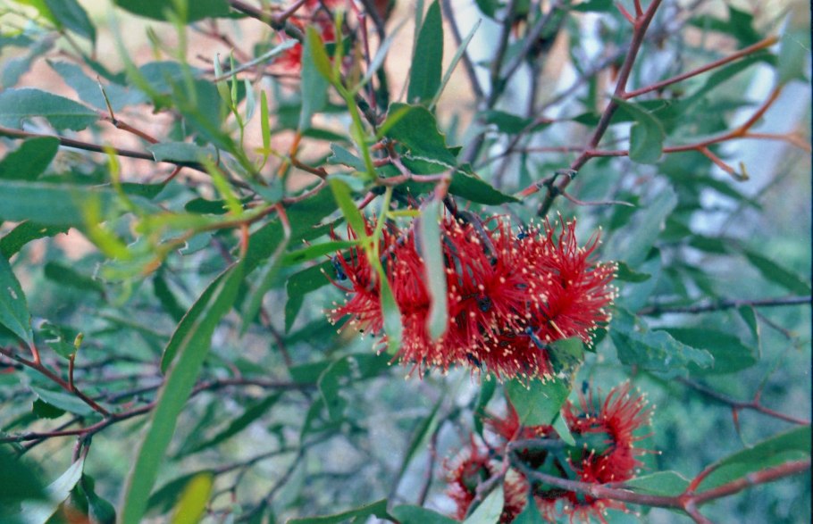 Эвкалипт равновысокий