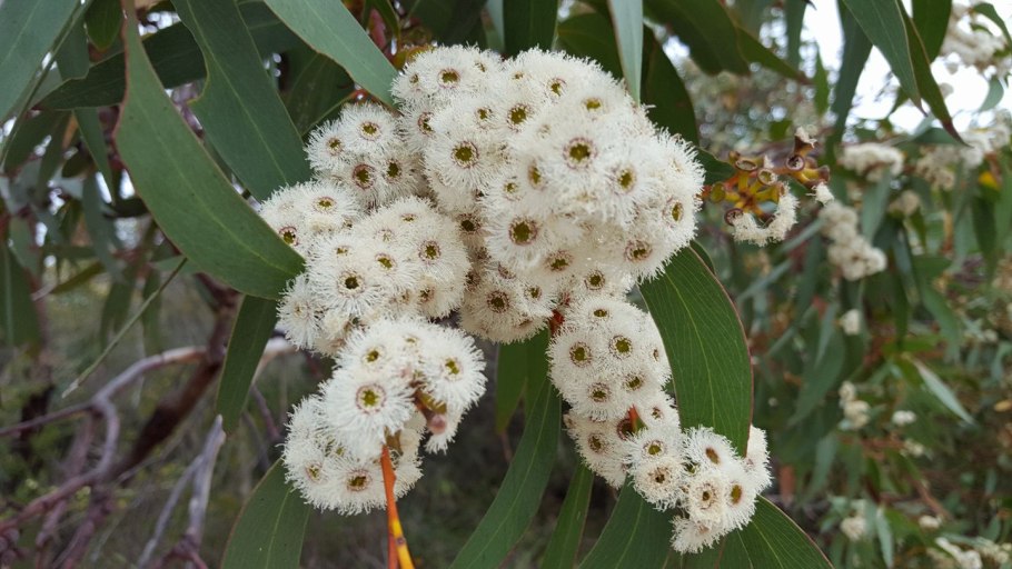 Эвкалипт Австралия