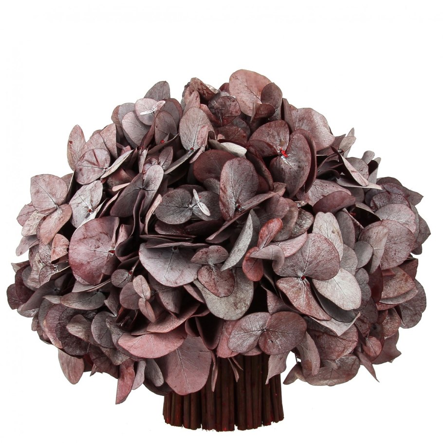 Эвкалипт Популус Берри