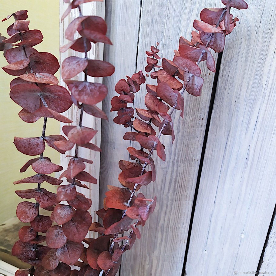 Джарра дерево Австралии