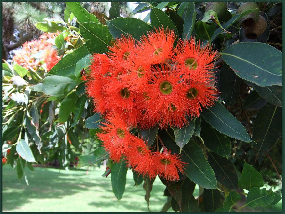 Eucalyptus ficifolia