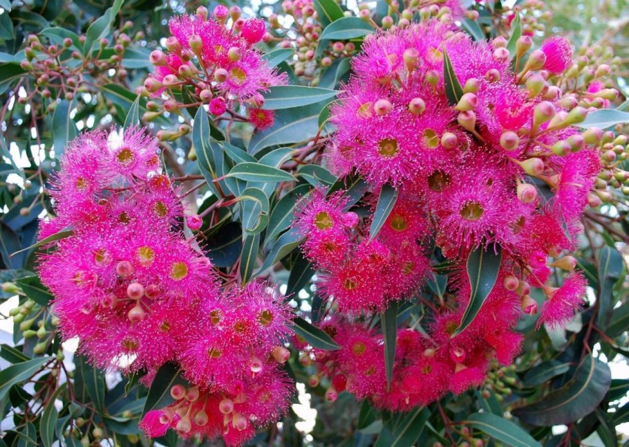 Эвкалипт Николас