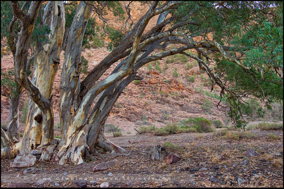 Эвкалипт Гунни куст