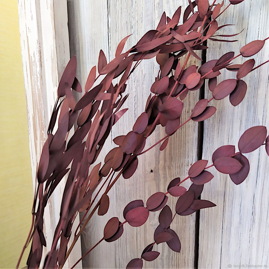 Эвкалипт персидский красный