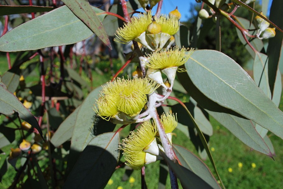 Eucalyptus Leaf extract Solid