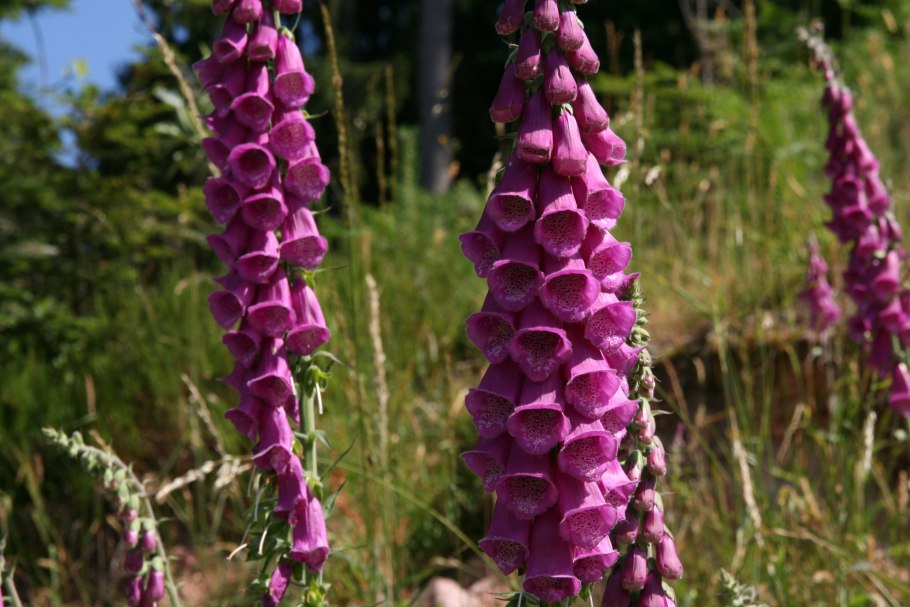 Наперстянка пурпуровая (digitalis purpurea)