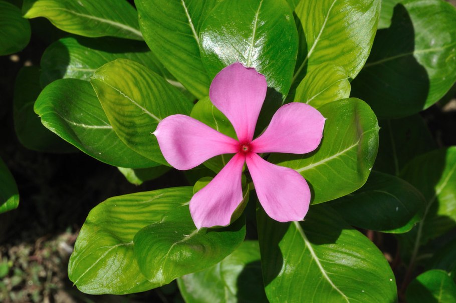 Catharanthus roseus катарантус розовый