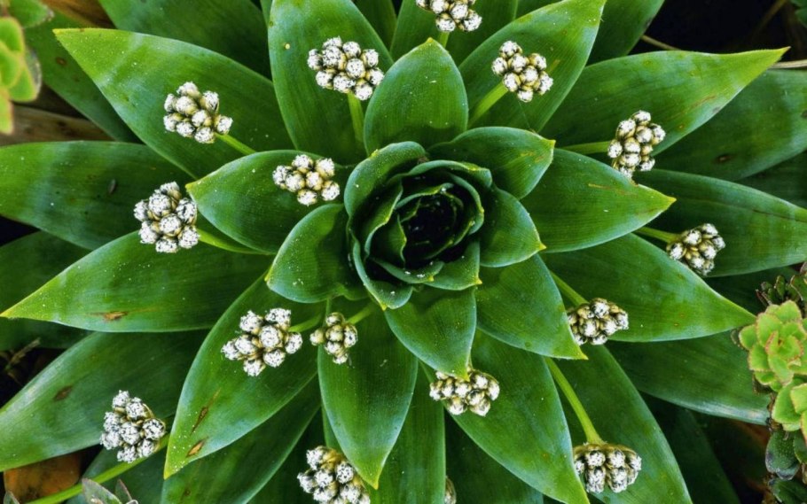 Зеленые цветы