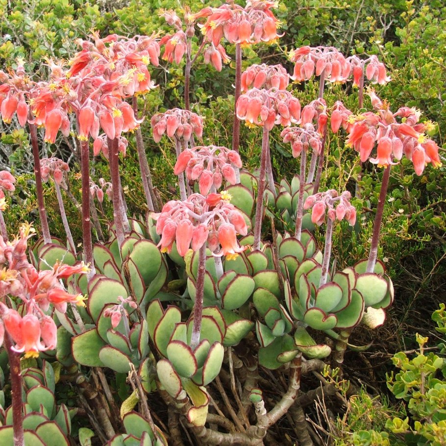 Суккулент Котиледон орбикулата