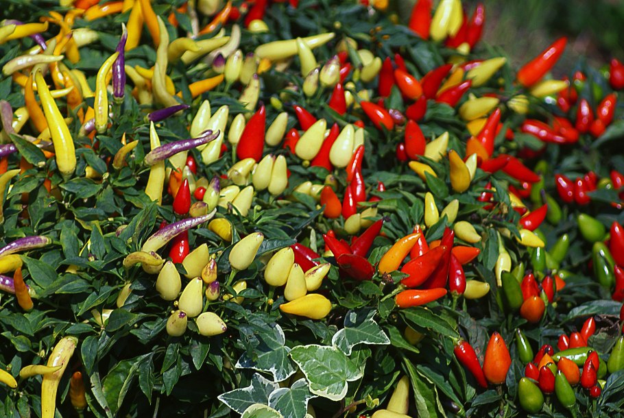 Перец Jalapeno Agriset