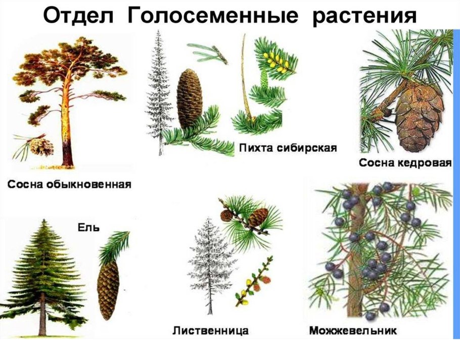 Голосеменные хвойные кустарники