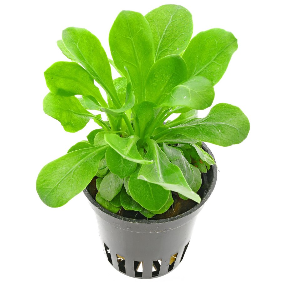 Самолюс ползучий