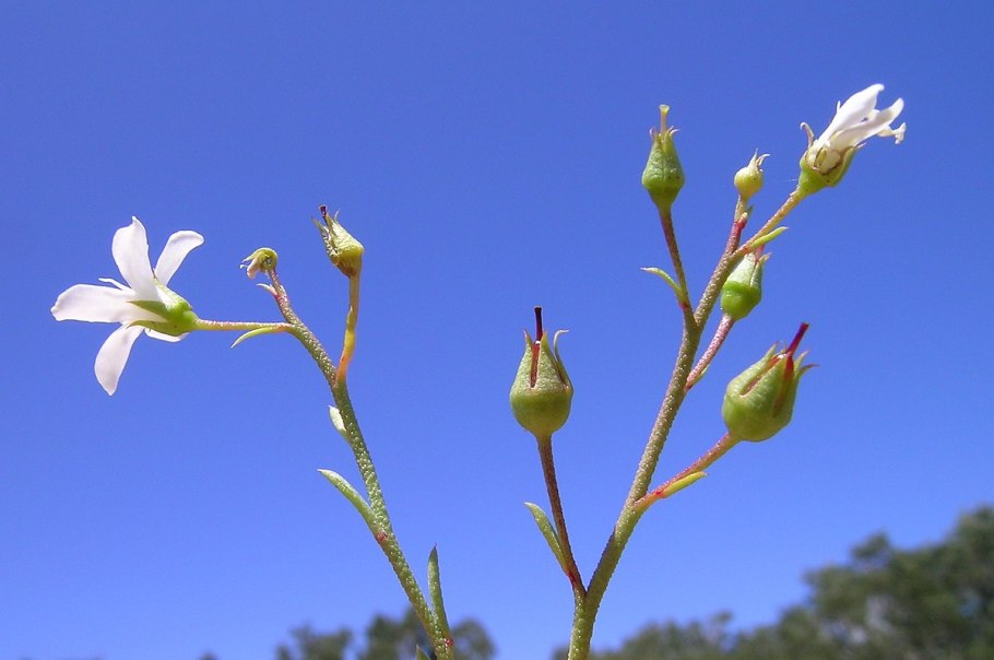Ломбнинум пловующие растения