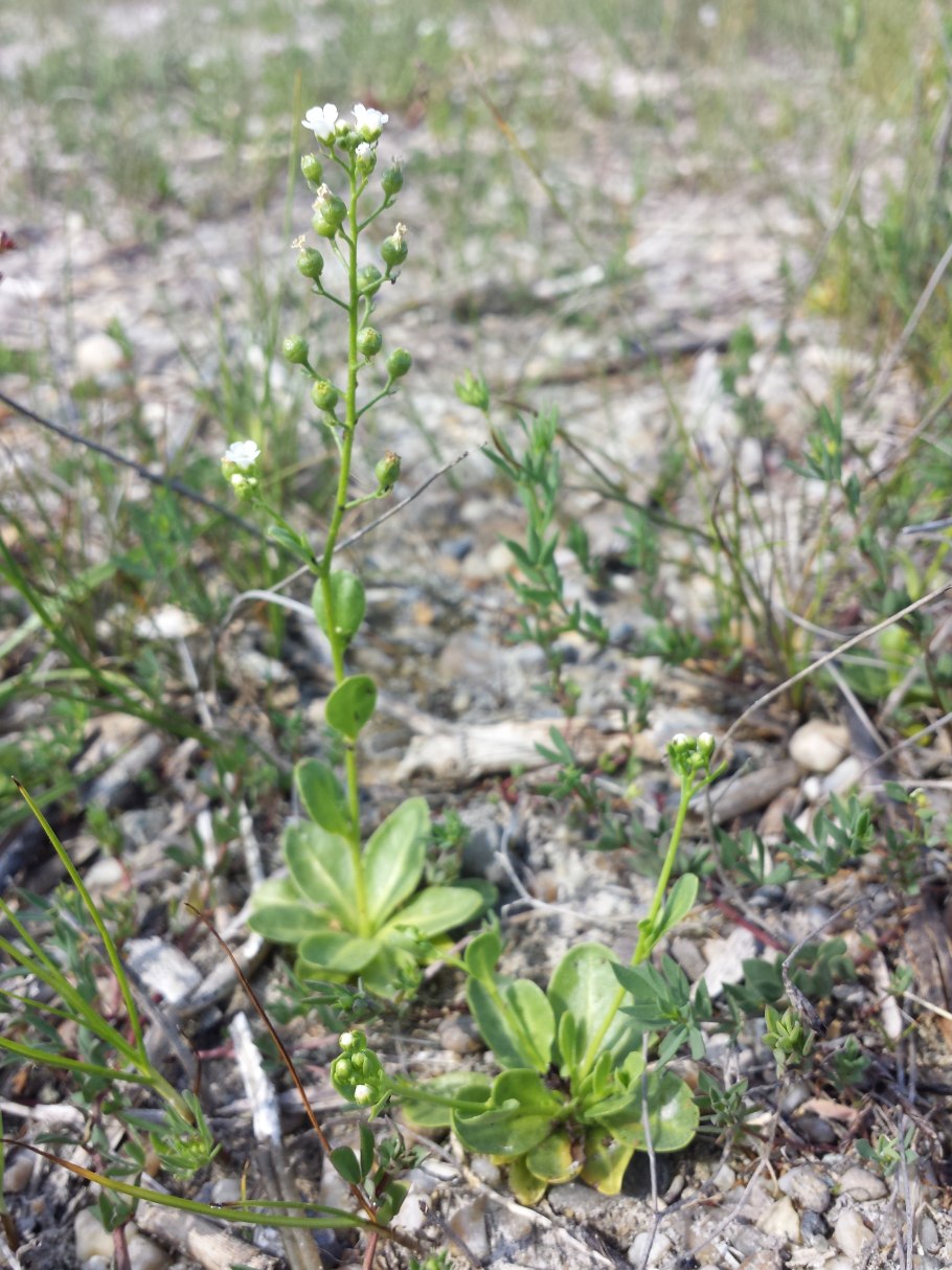 Ян копс Flora Batava