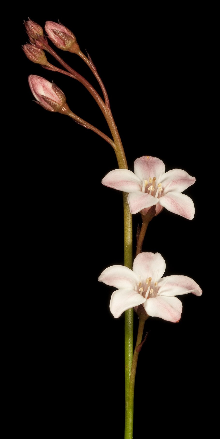 Полусфера пластиковая прозрачная