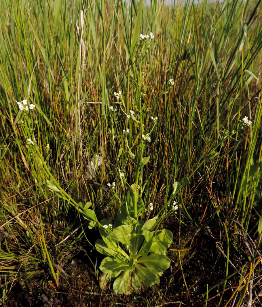 Самолюс ползучий