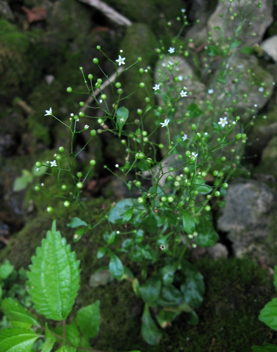 Самолус аквариумное растение