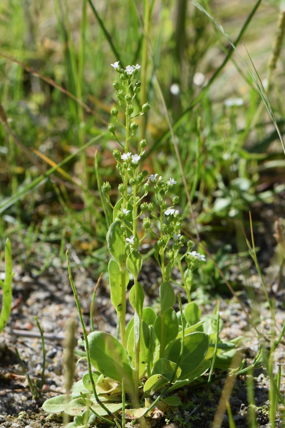 Samolus pyrolifolius
