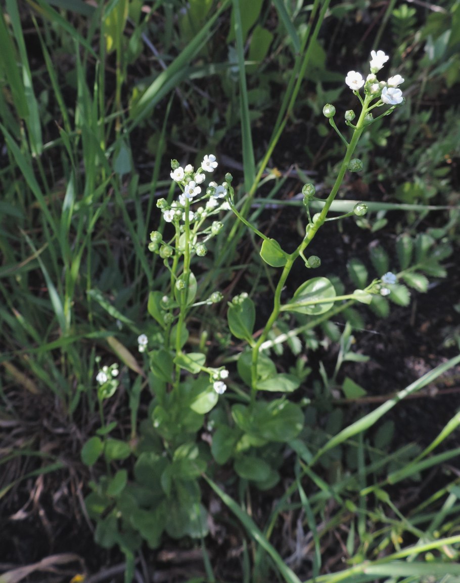 Эхинодорус мелкоцветный