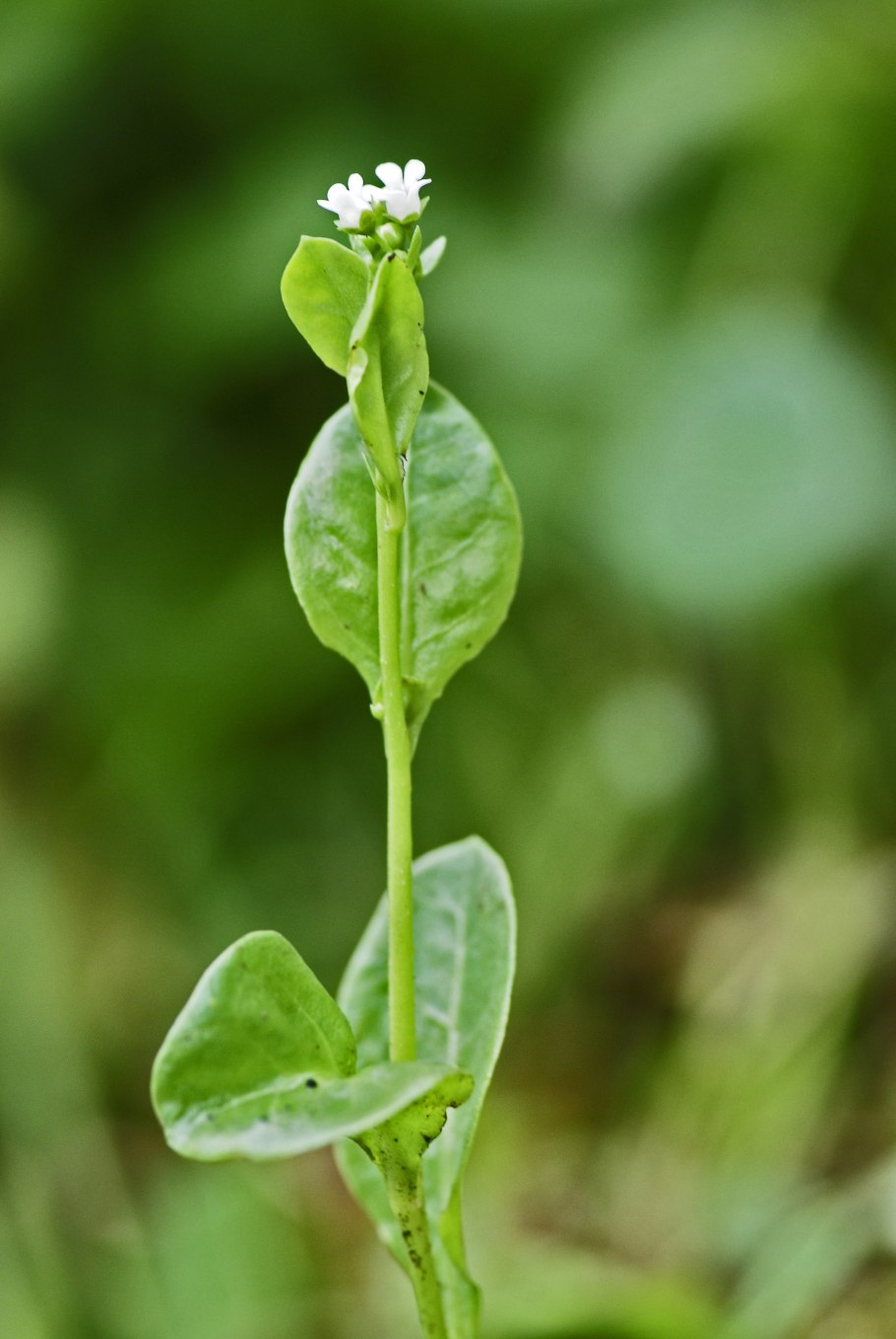 Самолюс Валеранда samolus valerandi