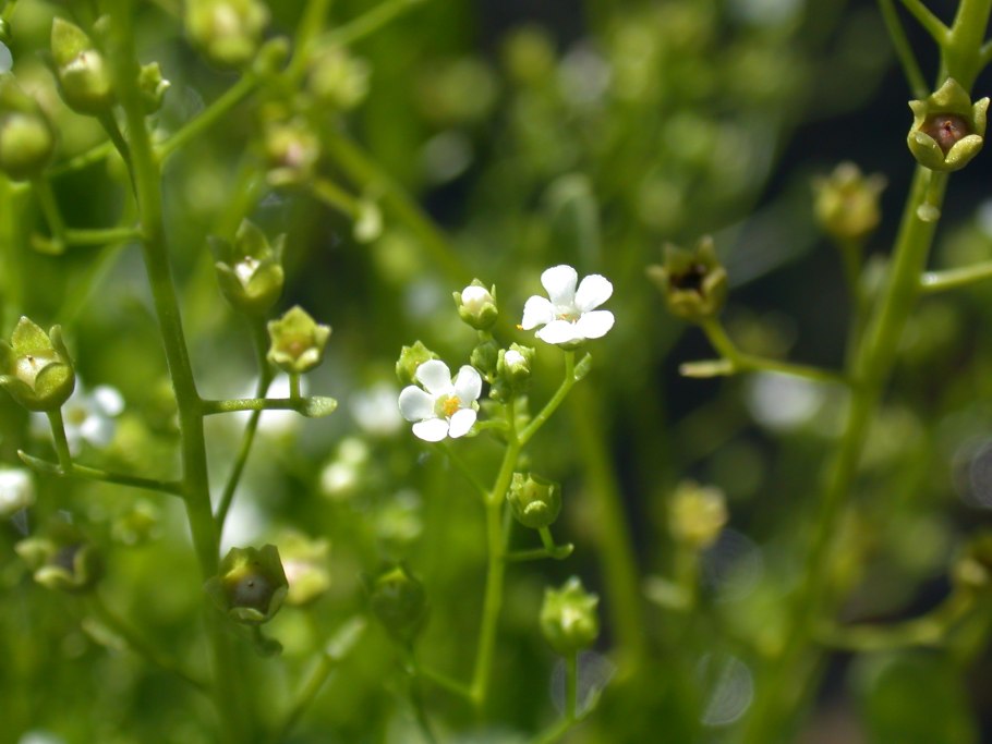 Валлиснерия в цихлиднике