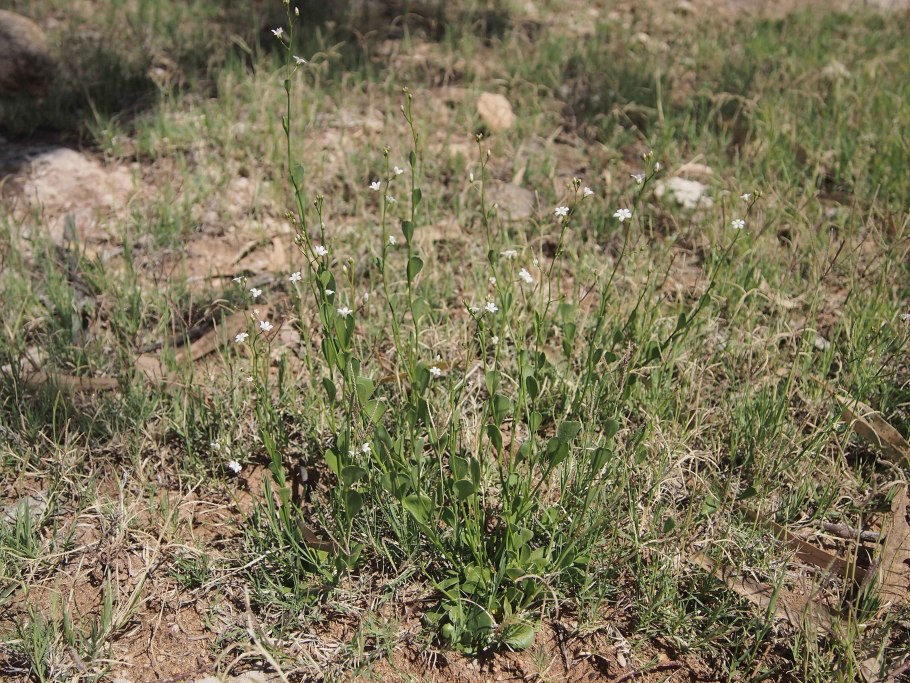 Эхинодорус мелкоцветный