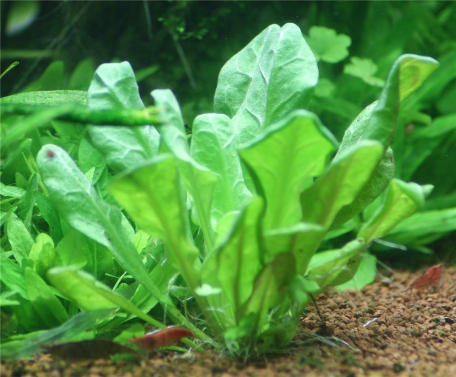 Самолус парвифлорус аквариумное растение