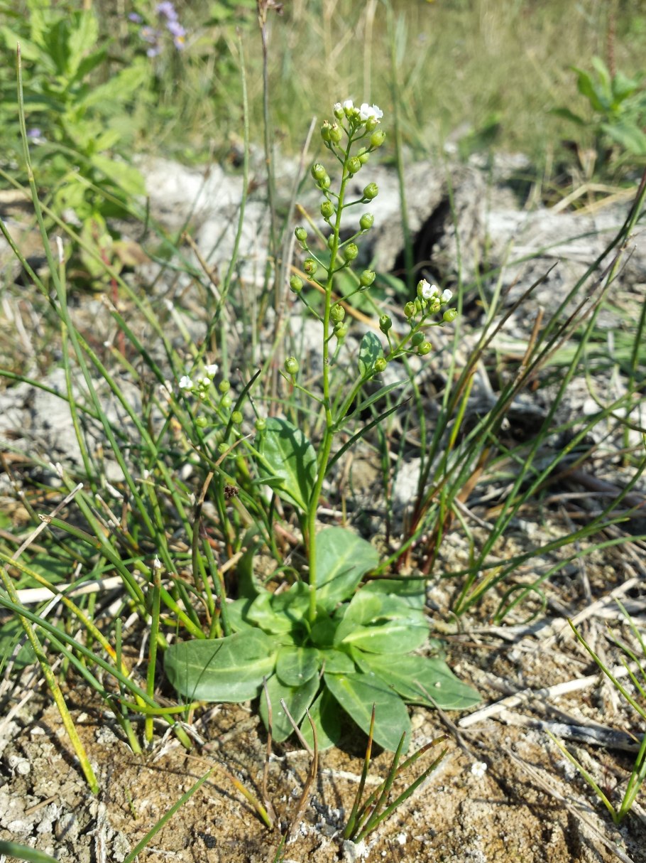 Samolus pyrolifolius