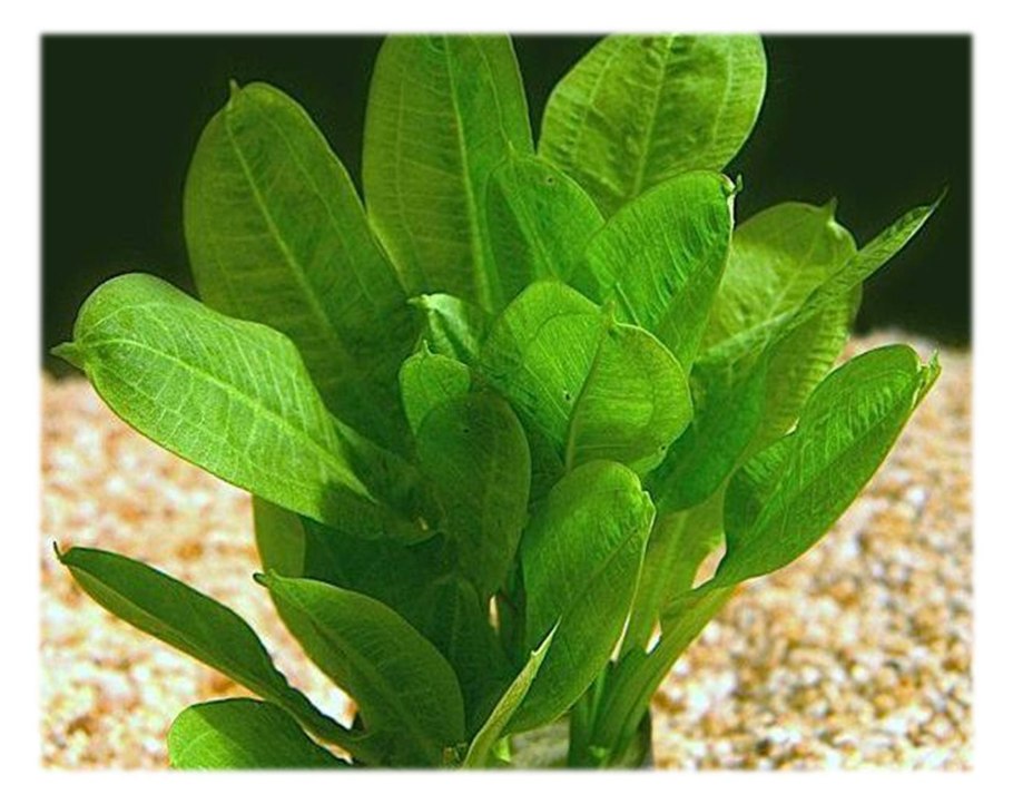 Заросшее кладбище