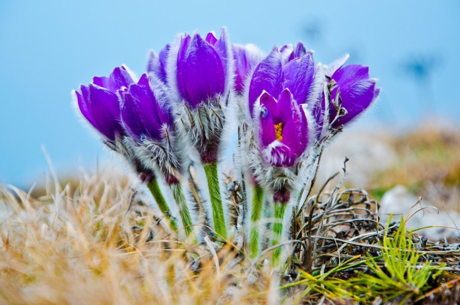 Прострел (Подснежник, сон-трава, Pulsatilla)