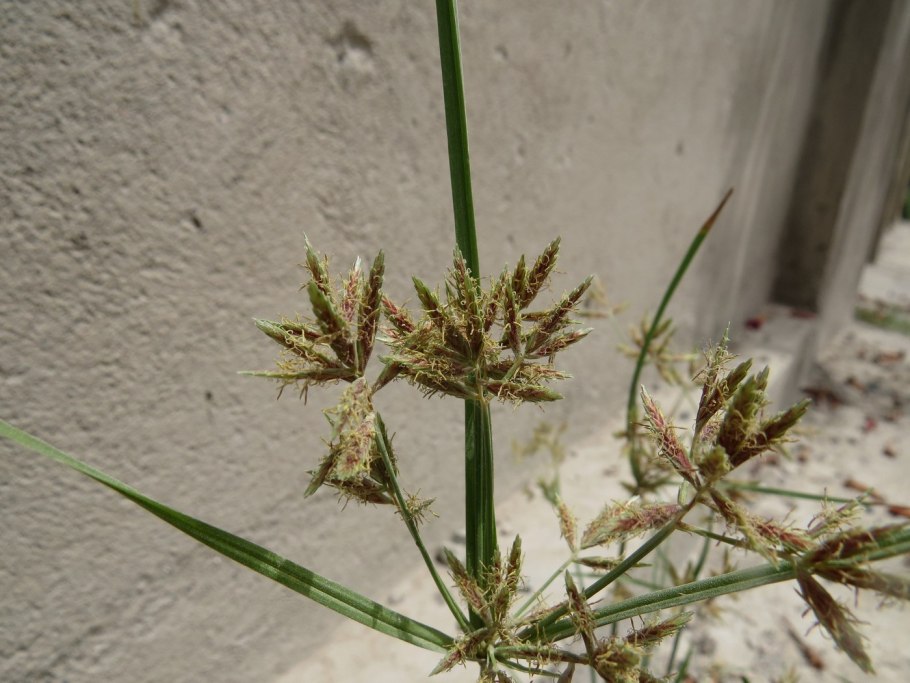 Сыть (Cyperus),