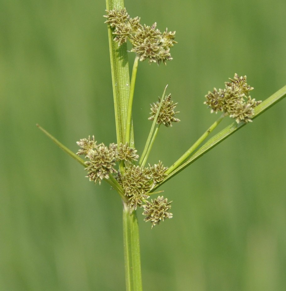 Cyperus capitatus