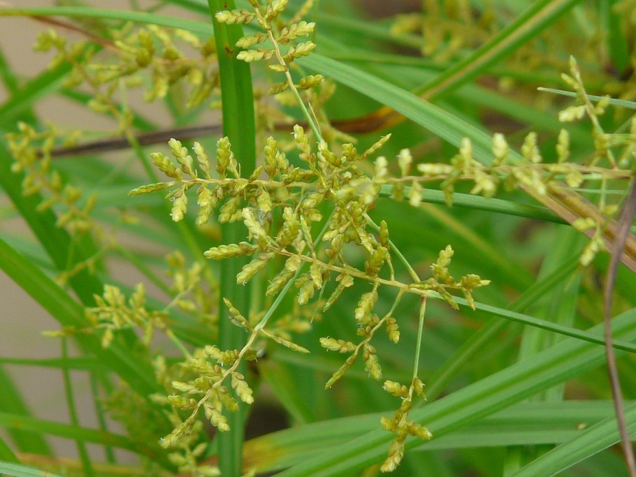 Cyperus rotundus