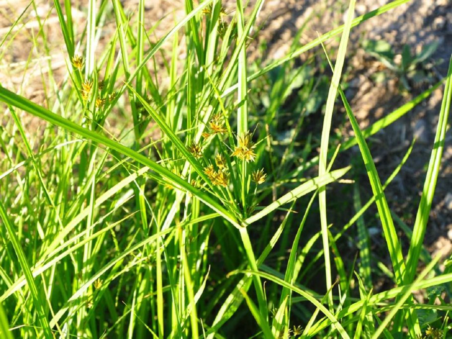 Cyperus esculentus