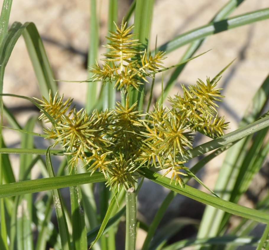 Сыть (Cyperus),