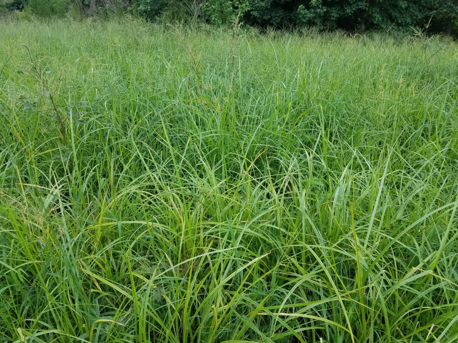 Сыть круглая Cyperus rotundus