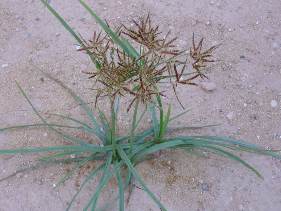 Сыть (Cyperus),