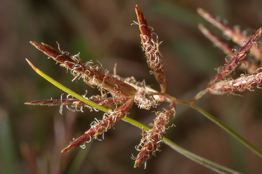 Сыть Cyperus esculentus