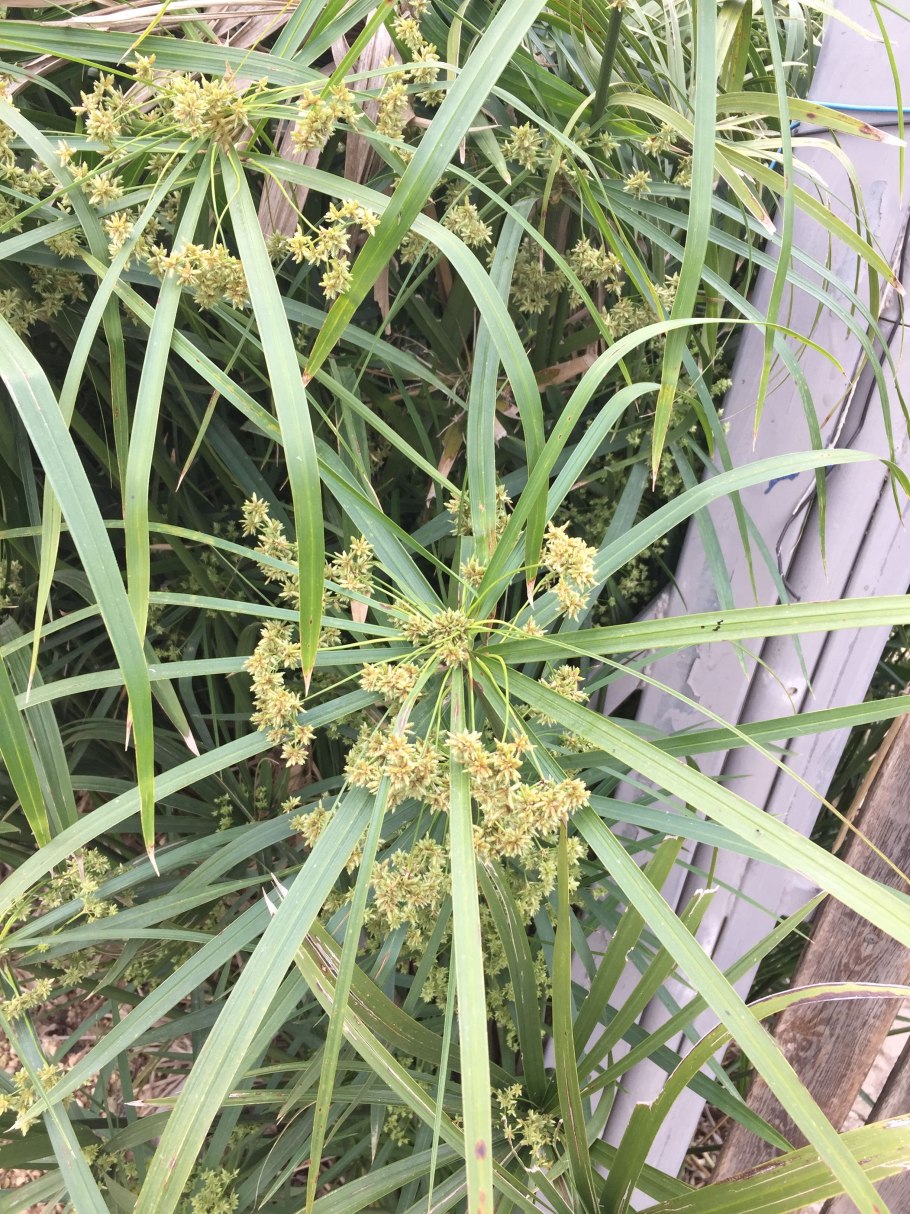 Циперус (чуфа)