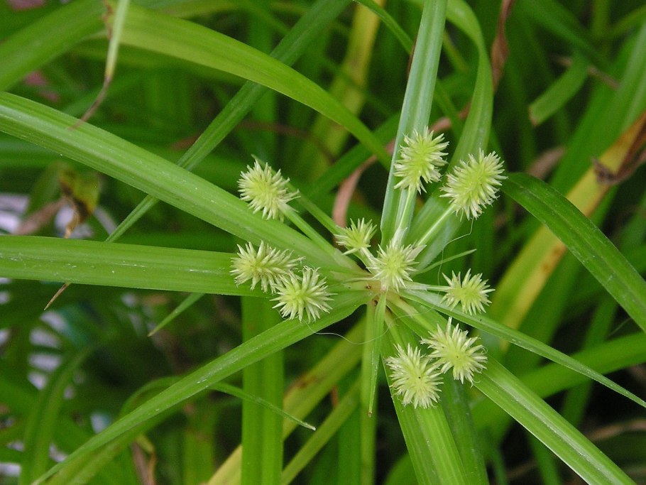 Сыть круглая Cyperus rotundus