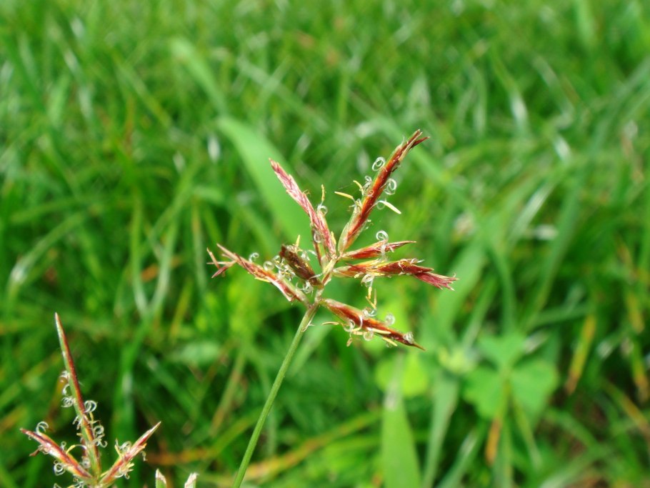 Циперус Зимула