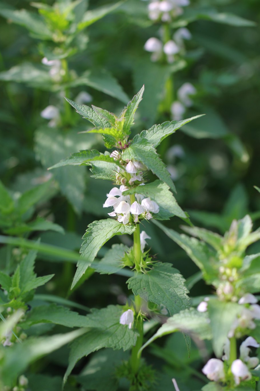 Зюзник виргинский