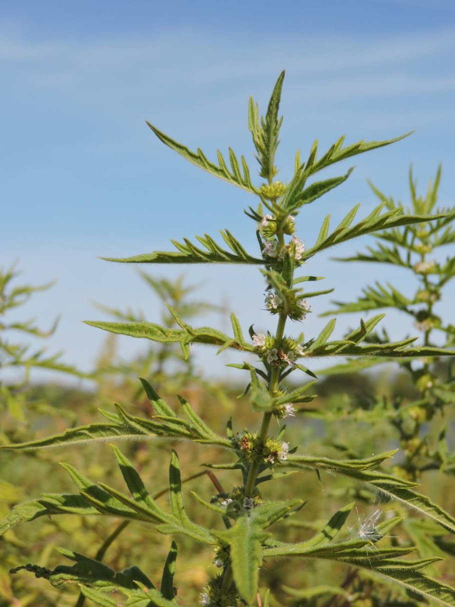 Зюзник виргинский