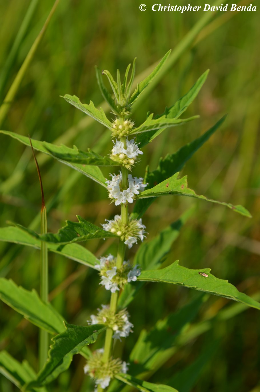 Зюзник высокий