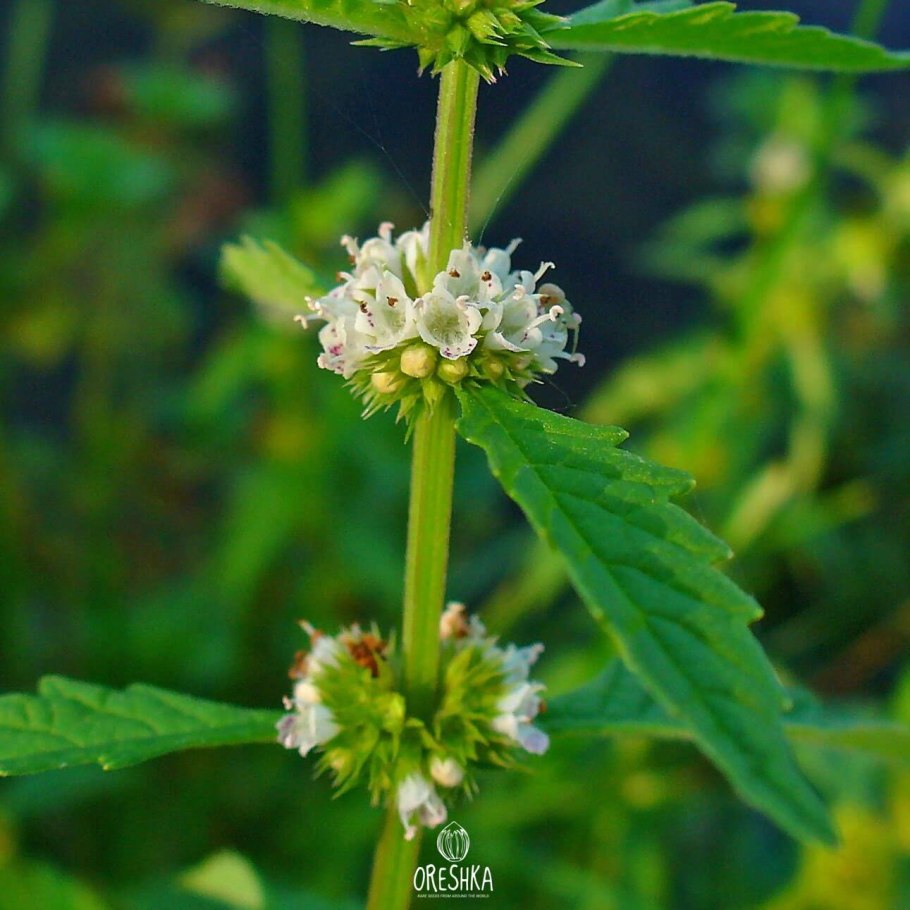 Зюзник растение зюзник болотный