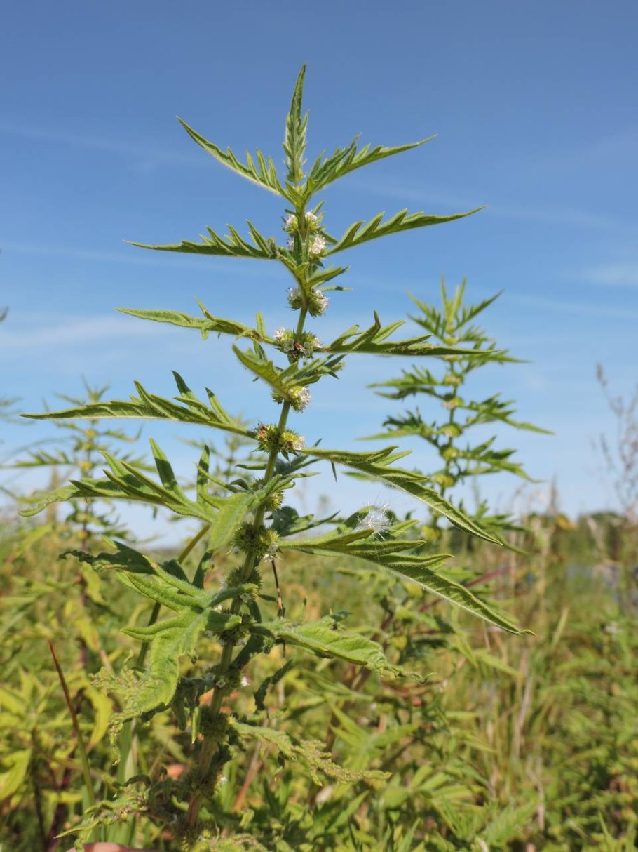 Зюзник виргинский