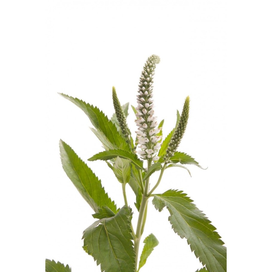 Зюзник виргинский