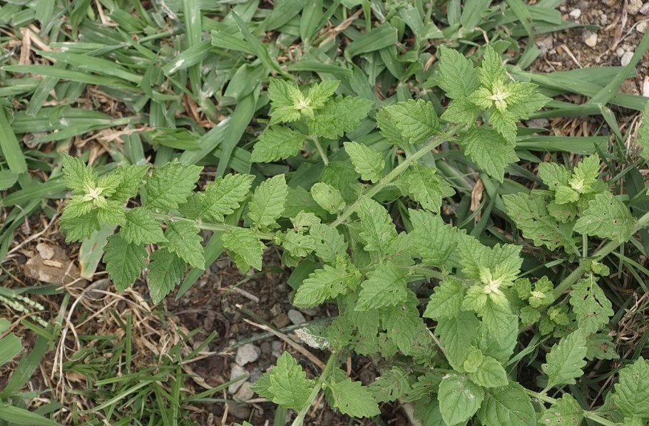 Зюзник виргинский