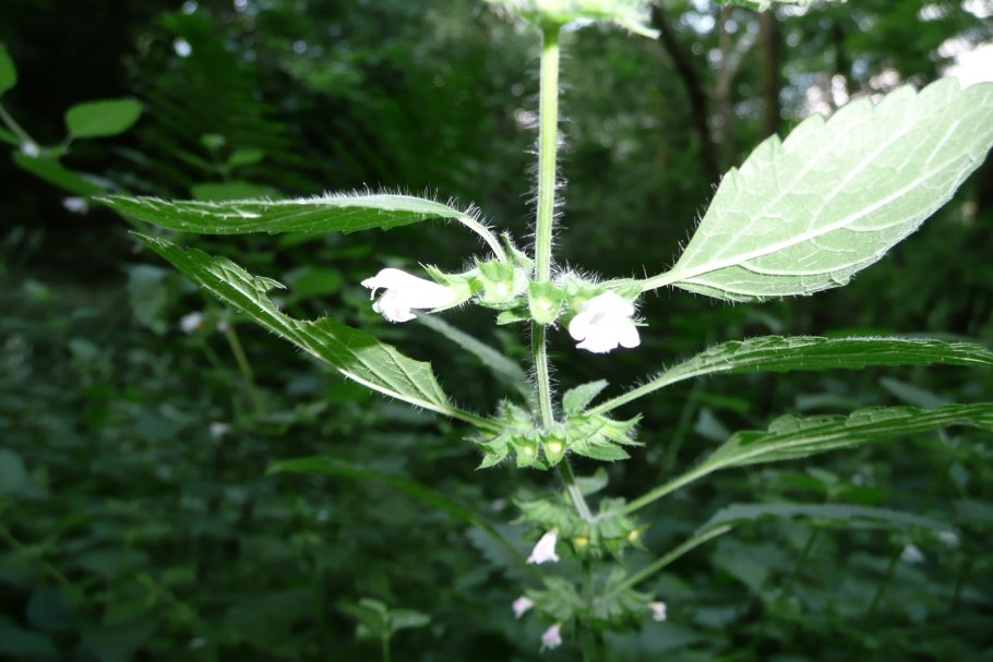 Зюзник виргинский