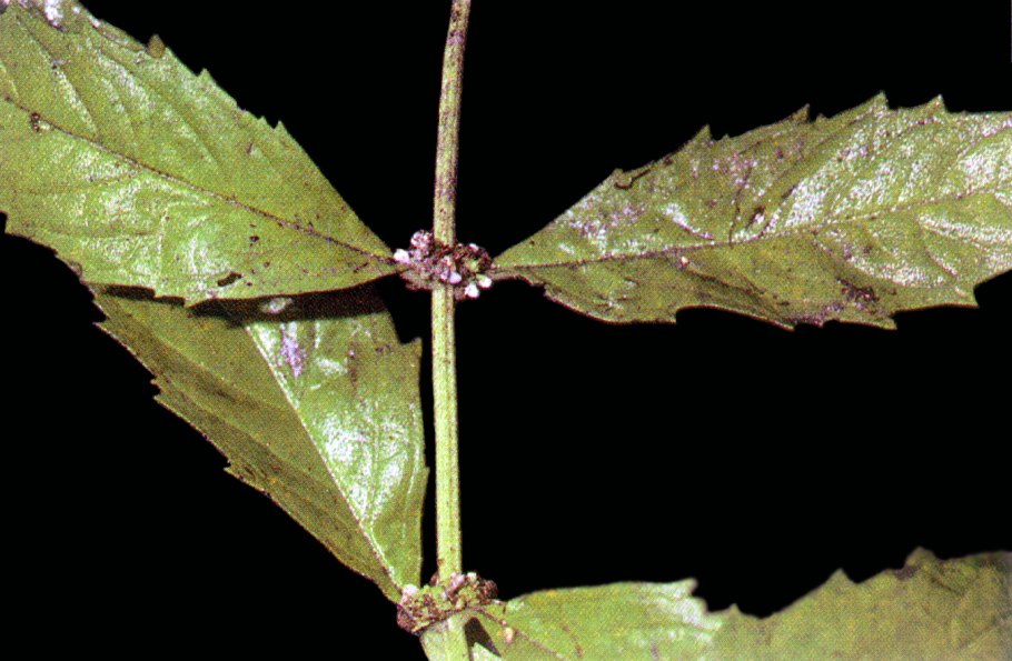 Сорняковая конопля